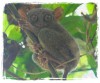The Elusive Tarsier
