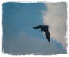 The Flying Fox
