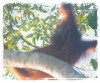 Wild Orangutan