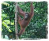 Chillin Orangutan