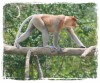 Prowling Proboscis Monkey