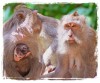 Monkey Family