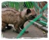 The Luak Cat