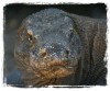 The Komodo Dragon