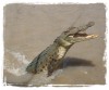 The Jumping Crocodiles of the Adelaide River