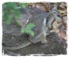 Cuddly Rock Wallaby