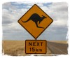 Kangaroos Everywhere