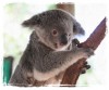The Cute Koala Bear