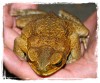 The Cane Toad